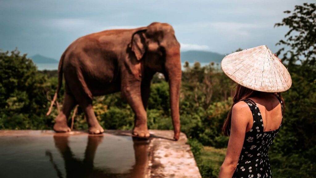 Samui elephant haven